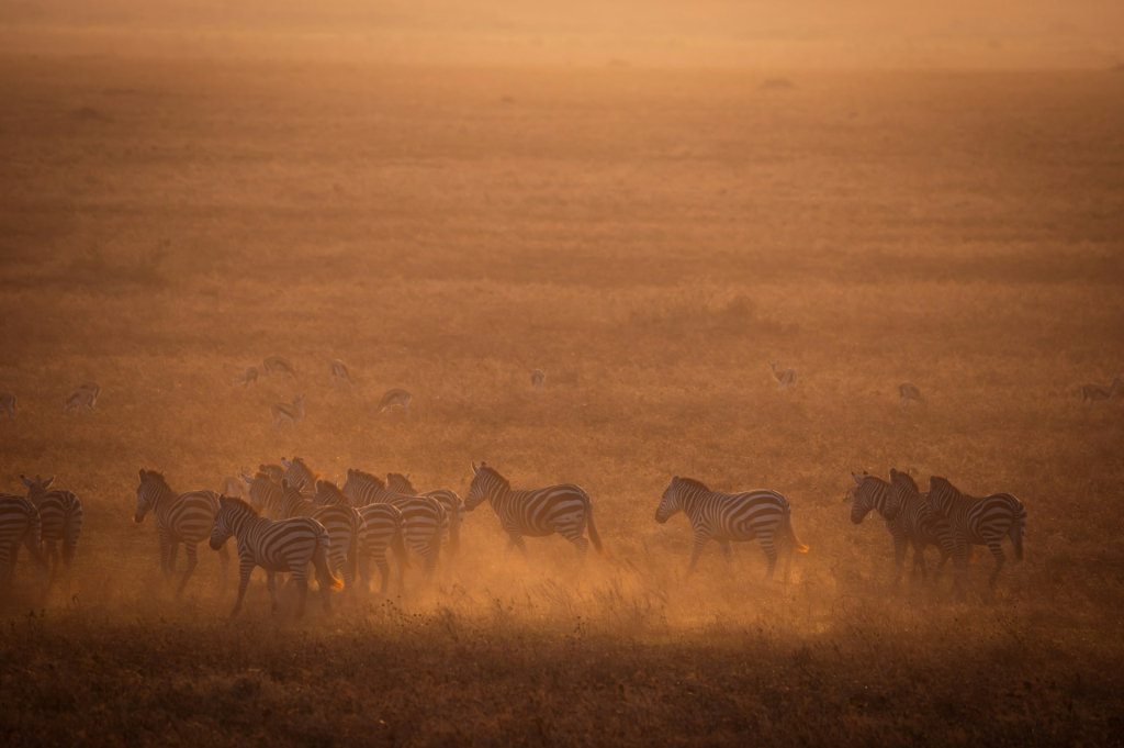Best time to visit the Southern Sector of Serengeti