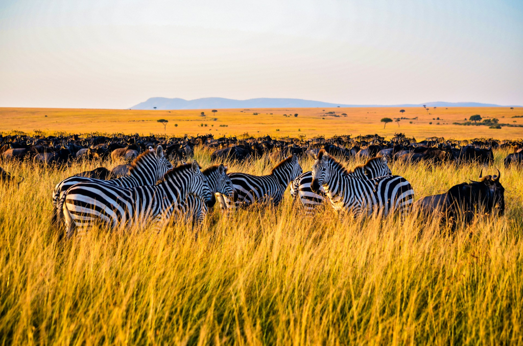 Best time to visit the Western Corridor Serengeti