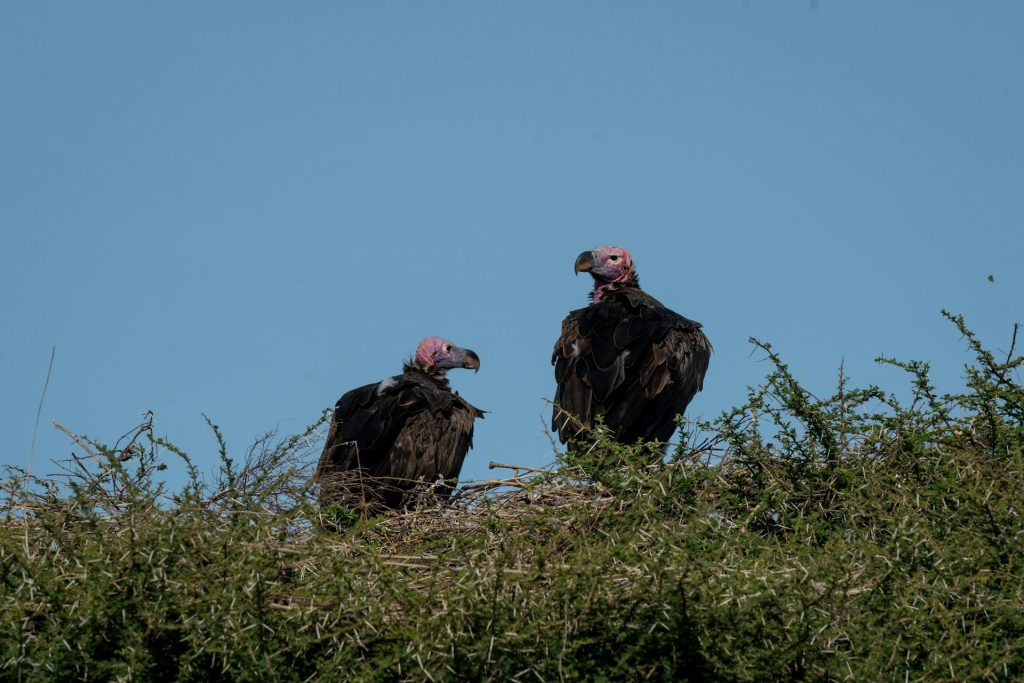 Bird Watching In Serengeti National Park