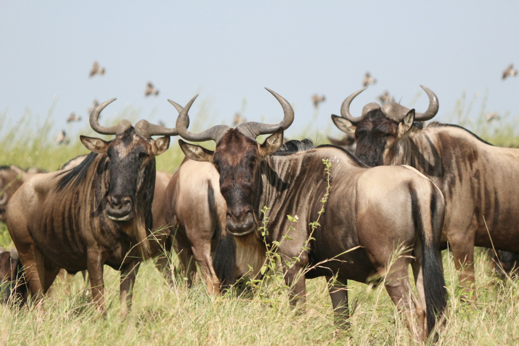 Gorilla Trekking & Wildebeest Migration Safari Highlights