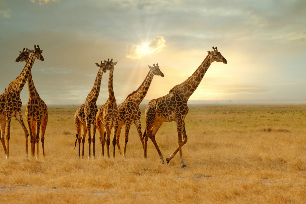 Serengeti Ecosystem Wildlife, Migration & Key Features