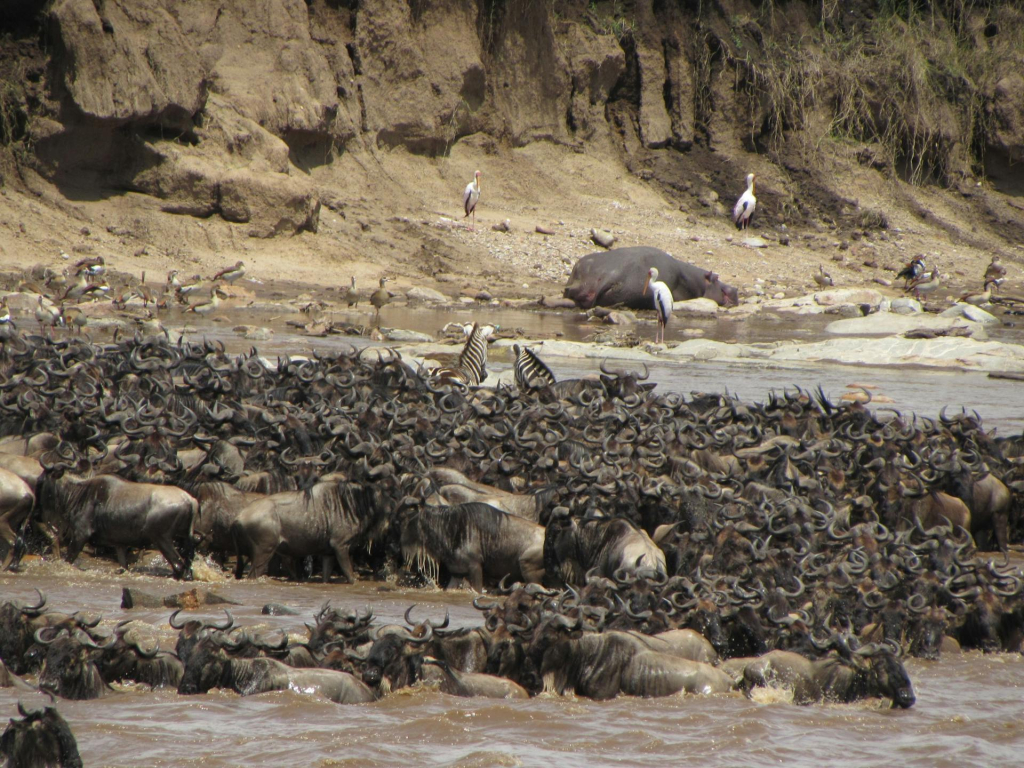 Serengeti Wildebeest Migration from June to July