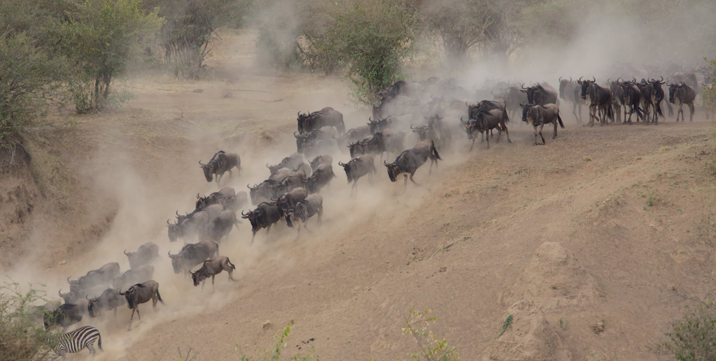 Serengeti Wildebeest Migration from October to November