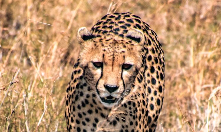 Seronera Region - The Central Sector of Serengeti