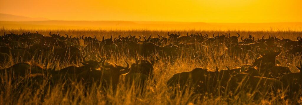 The Northern Sector of Serengeti National Park