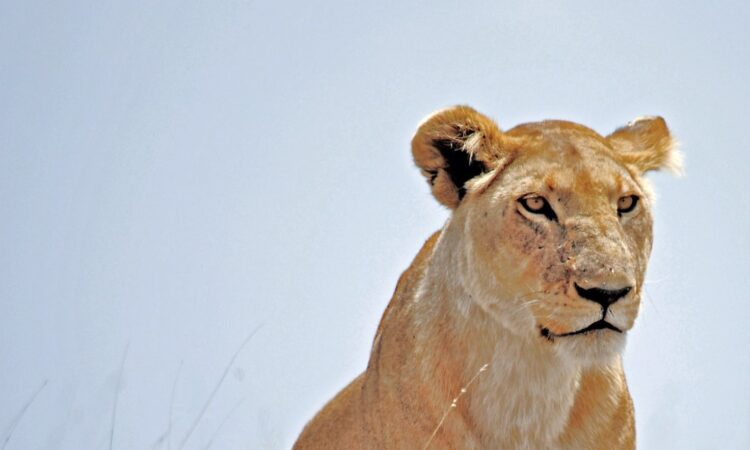 The Serengeti Ecosystem