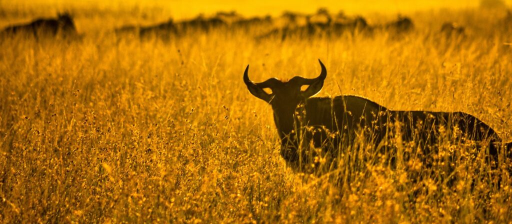 The Western Corridor & Grumeti Sector of Serengeti National Park