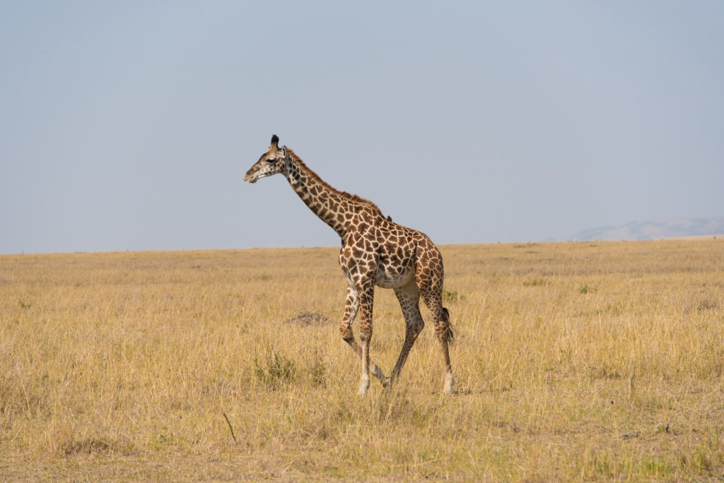 Average Temperature in Serengeti