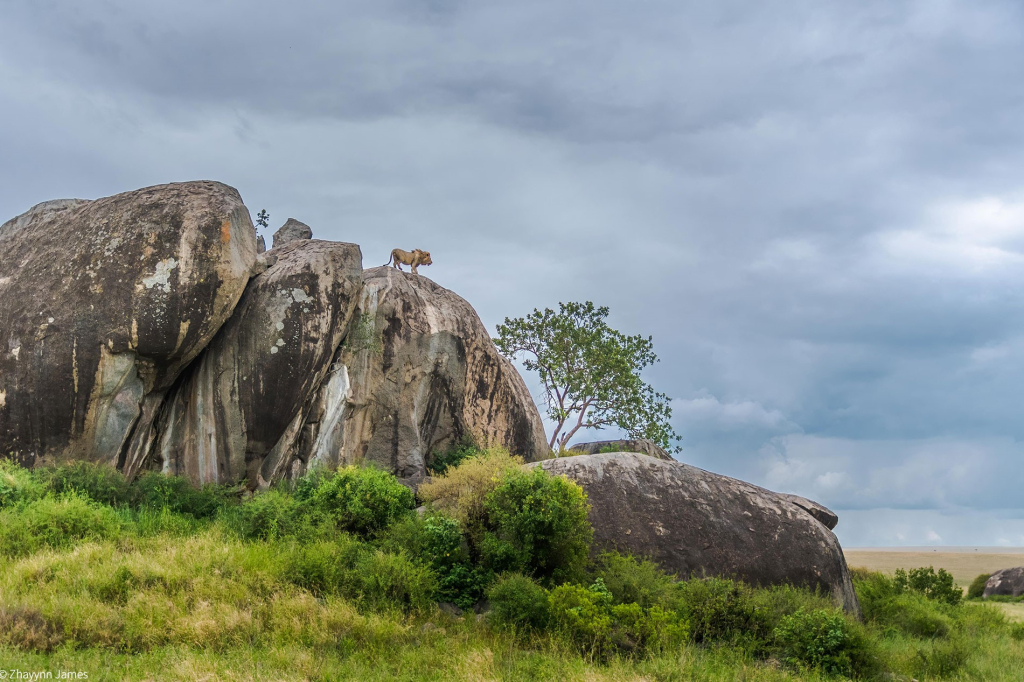 Barafu Gorge & Kopjes in Serengeti National Park