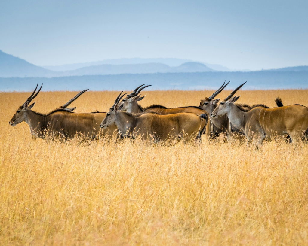 Best Time to Visit Maasai Mara National Reserve