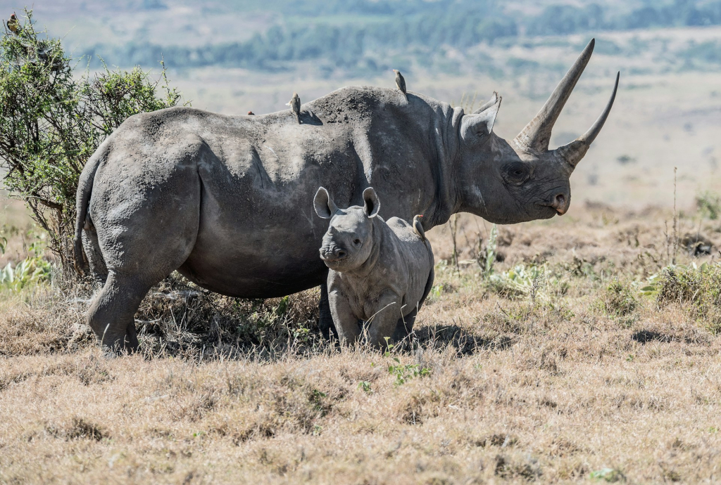 Black Rhinos in Serengeti National Park