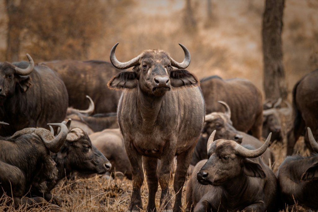 Bologonja Springs in Serengeti National Park