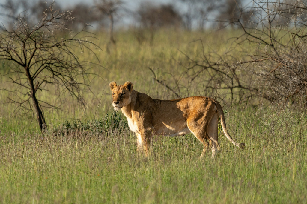 Bolongonja Gate - Serengeti National Park Guide