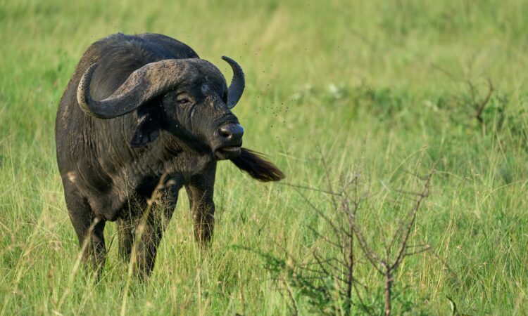 Cape Buffaloes in Serengeti