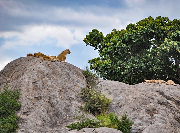 Gol Kopjes in Serengeti National Park