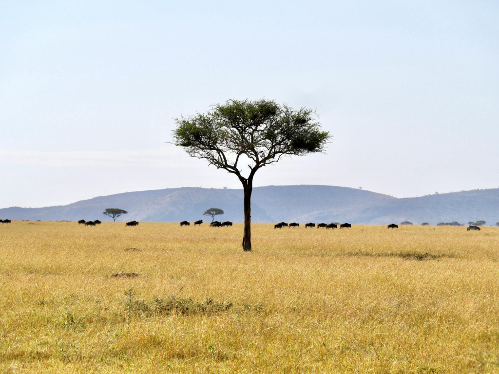 Grasses of Serengeti National Park