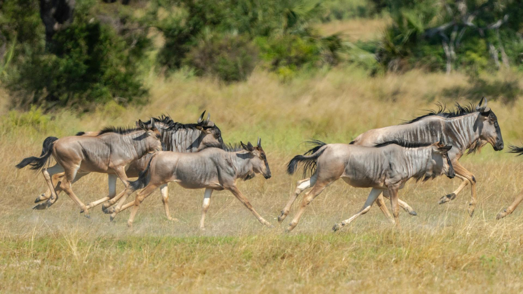Grumeti Game Reserve & Wildebeest Migration Route
