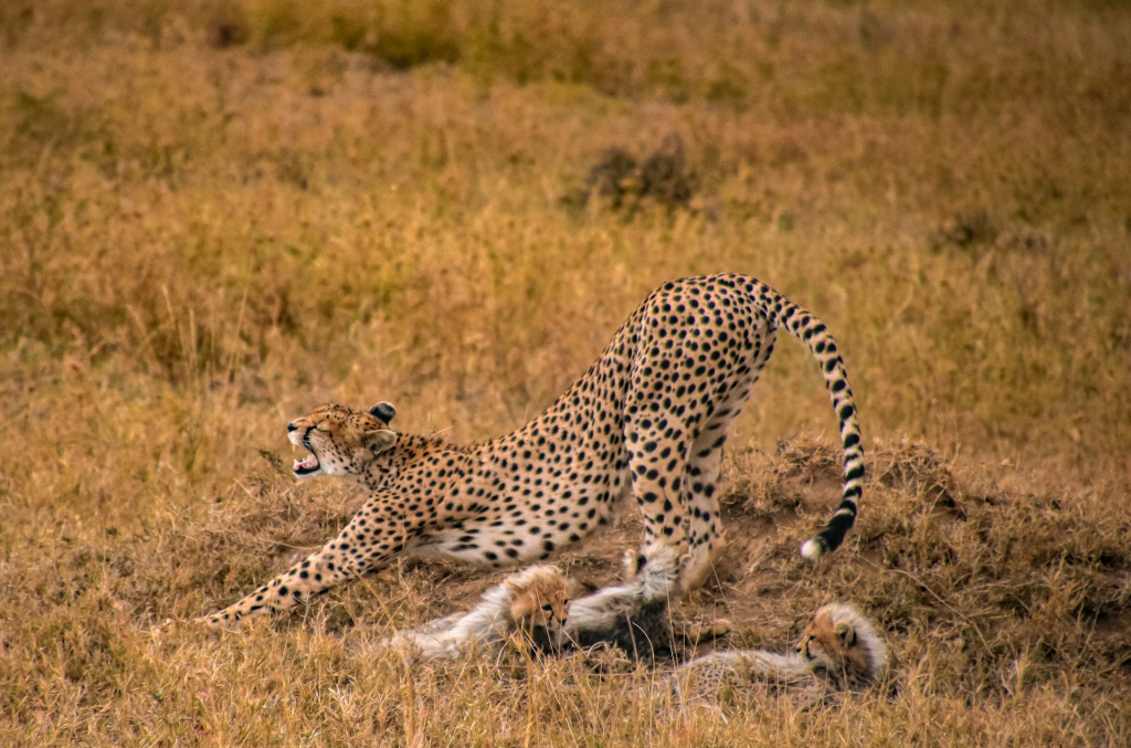 Kusini Plains in Serengeti National Park