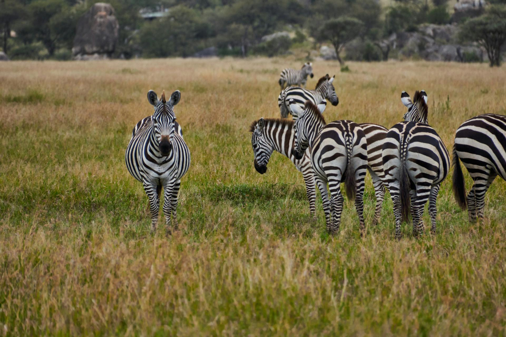 Lamai Triangle in Serengeti National Park