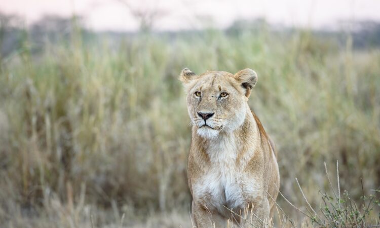 Lions in Serengeti