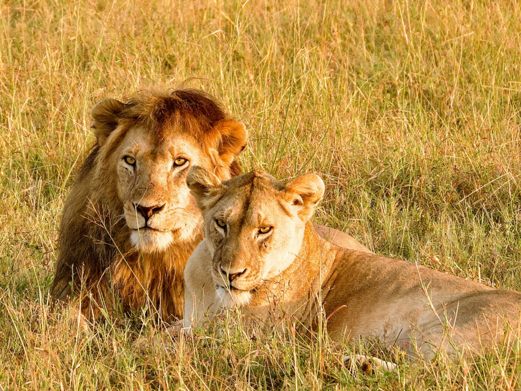 Lions in Serengeti National Park & Conservation History