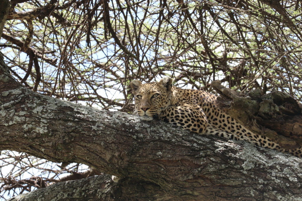 Lobo Valley in Serengeti National Park & Big Cat Sightings
