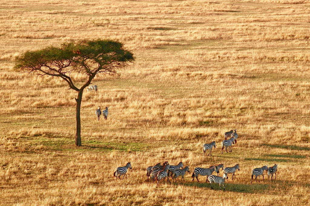 Long Grass Plains of Serengeti National Park