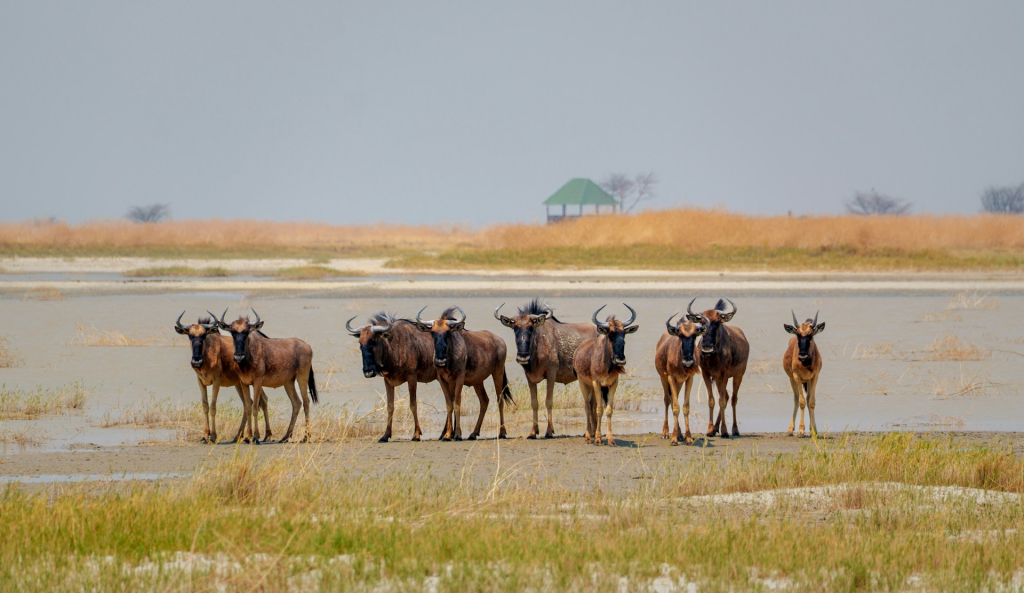 Lower Grumeti Woodlands in Serengeti National Park