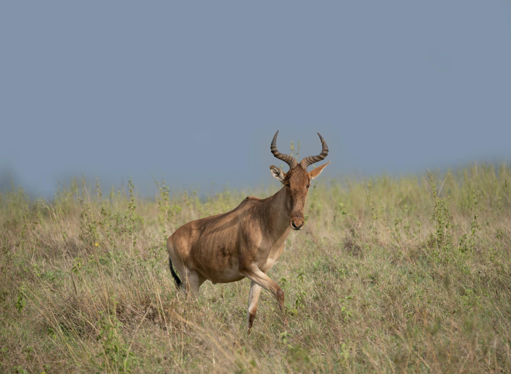 Musabi Plains in Serengeti National Park