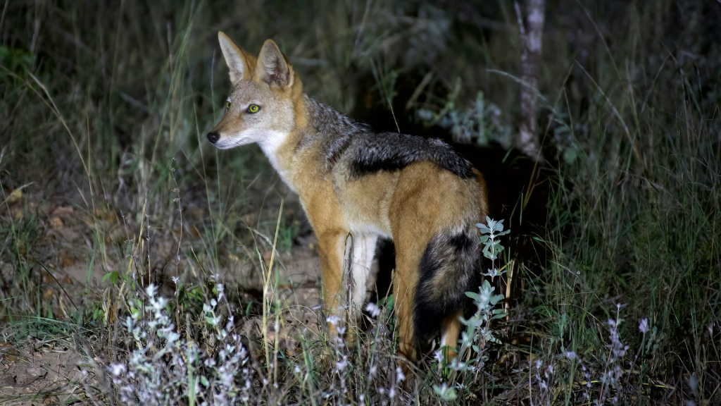Night Game Drive in Serengeti National Park