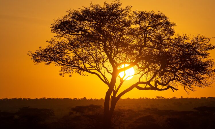 Night Game Drives in Serengeti