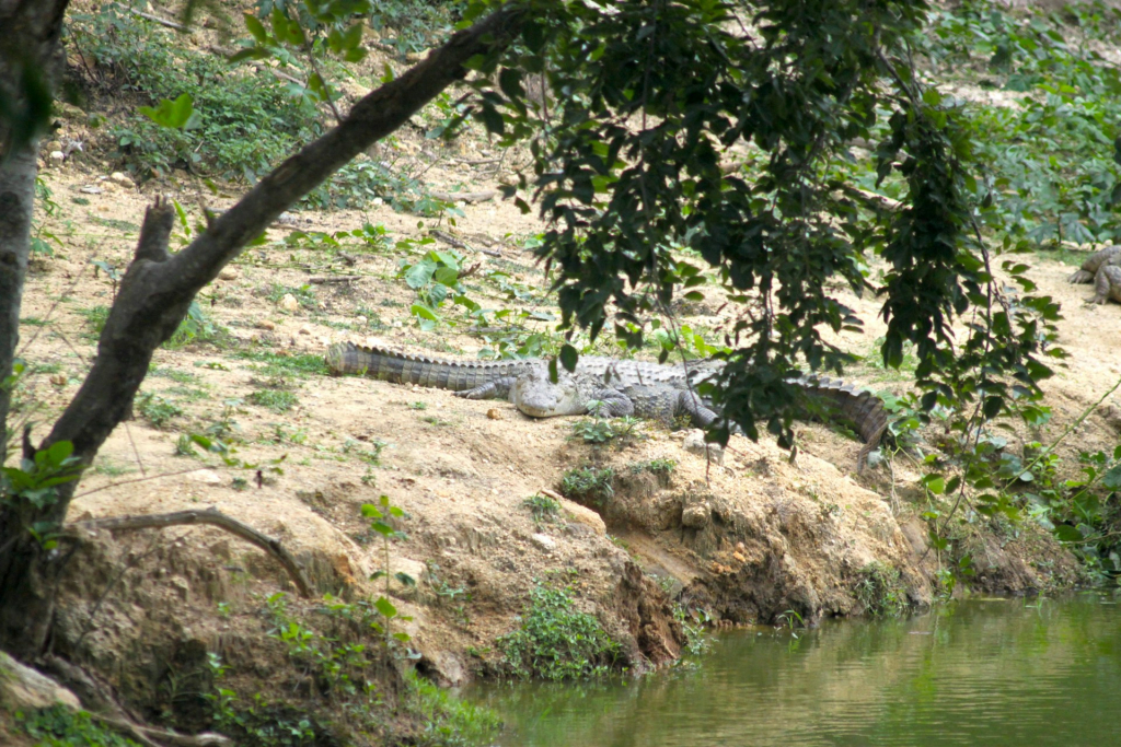 Nile Crocodile Facts, Habitat & Behavior in Africa