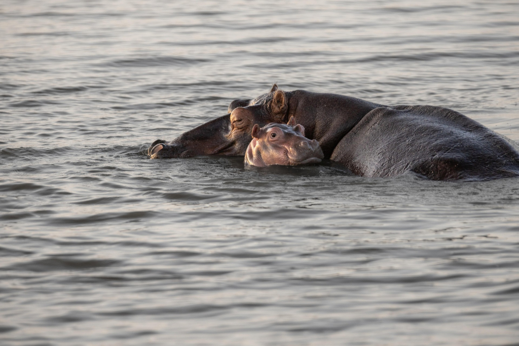 Retina Hippo Pool in Serengeti National Park