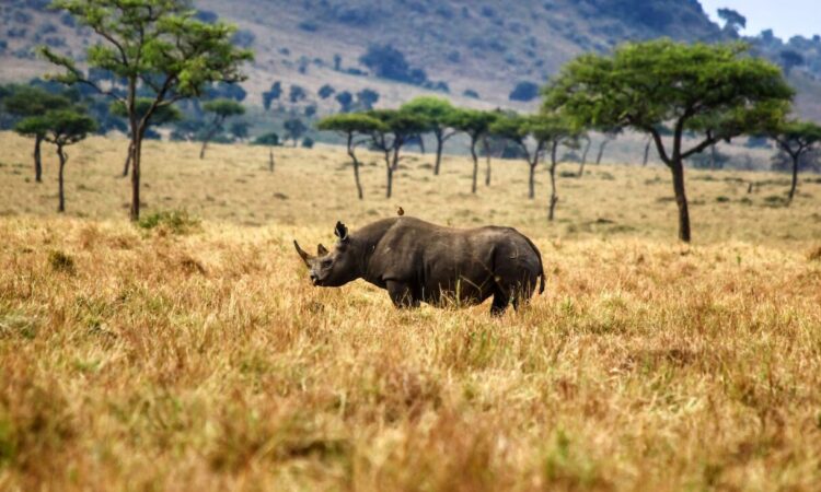 Rhinos in Serengeti