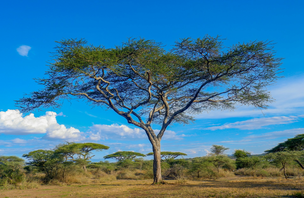 Serengeti in October - Weather, Wildlife, Crowds & Travel Tips