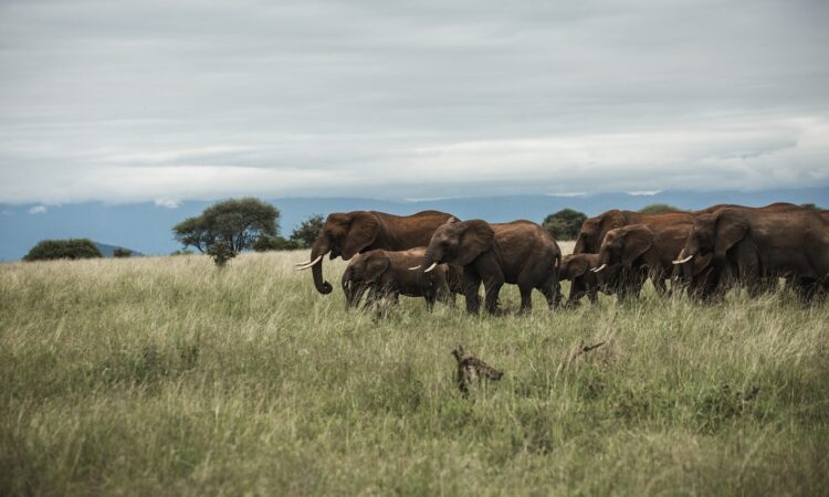 Serengeti in October