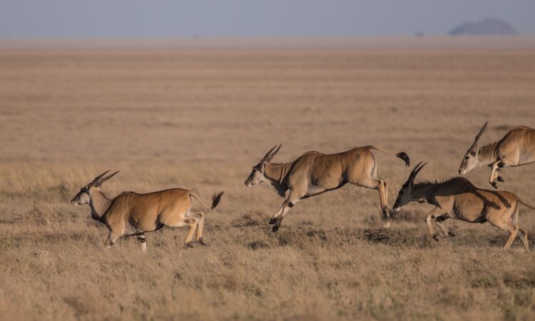 Serengeti in September