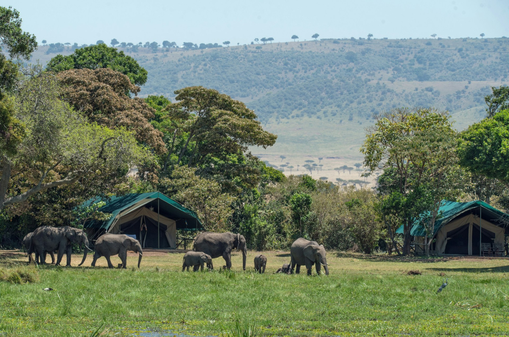 Staying Safe While Camping in Serengeti National Park