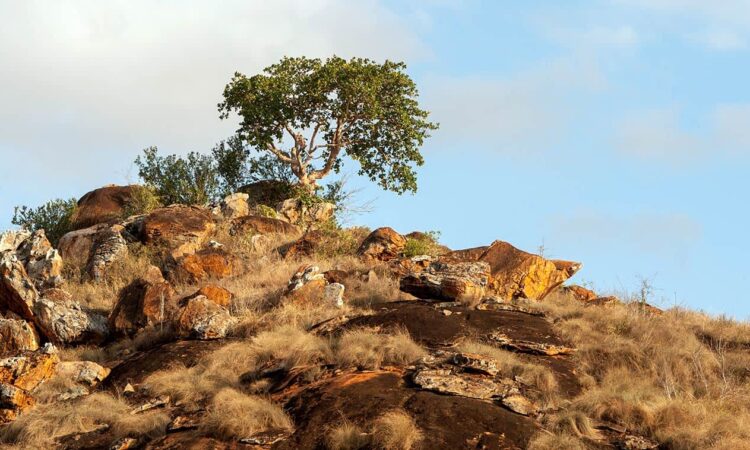 The Barafu Gorge and Kopjes