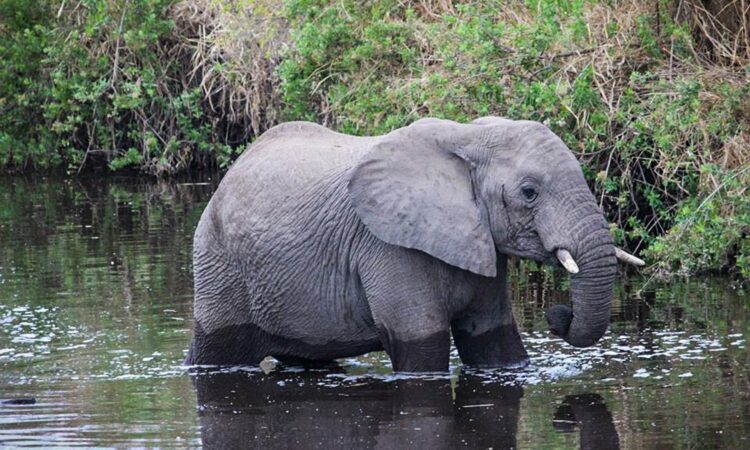 The Bologonja Springs