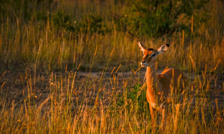 The Long Grass Plains of Serengeti