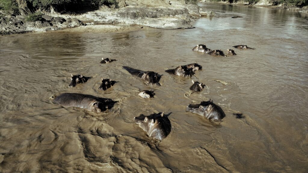 The Retina Hippo Pool in Serengeti