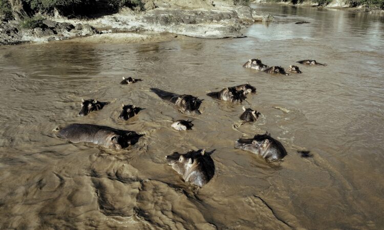 The Retina Hippo Pool in Serengeti