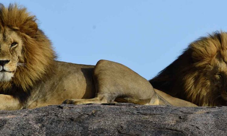 The Sametu Marsh and Kopjes