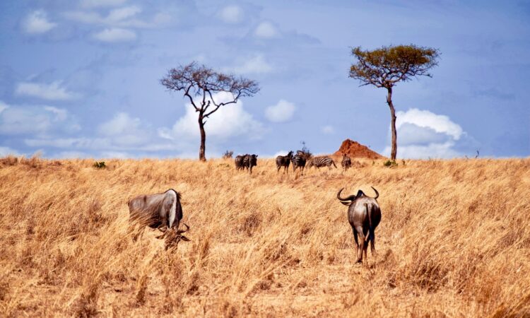 The Serengeti Triangle