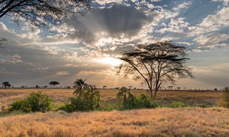 The Turners Spring in Serengeti