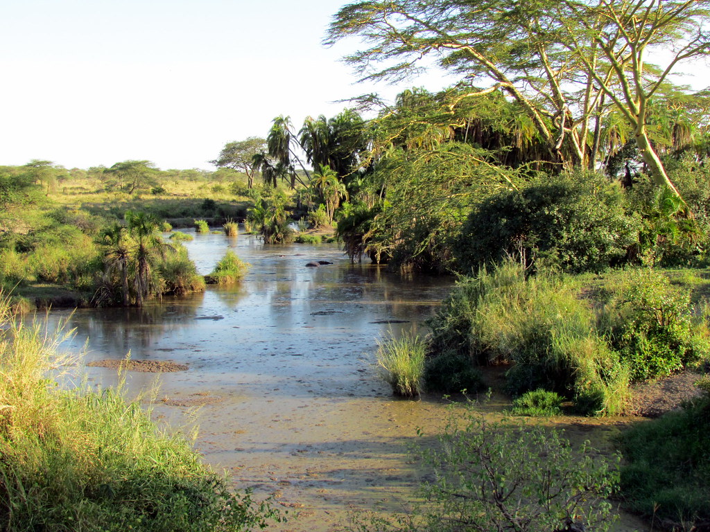 Turners Spring in Serengeti National Park