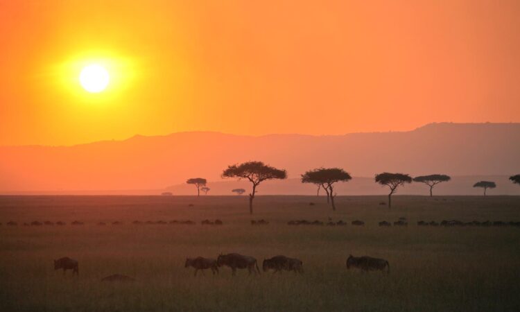 The Wogakuria Area/Region