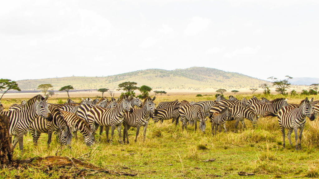 Visiting Serengeti National Park in September