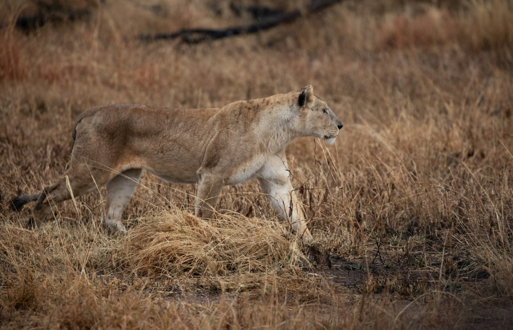 Visiting Serengeti in August - Weather, Wildlife & Safari Tips